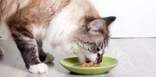 猫咪吃饭爆料视频,萌态十足引网友热议 第2张 猫咪吃饭爆料视频,萌态十足引网友热议 第2张